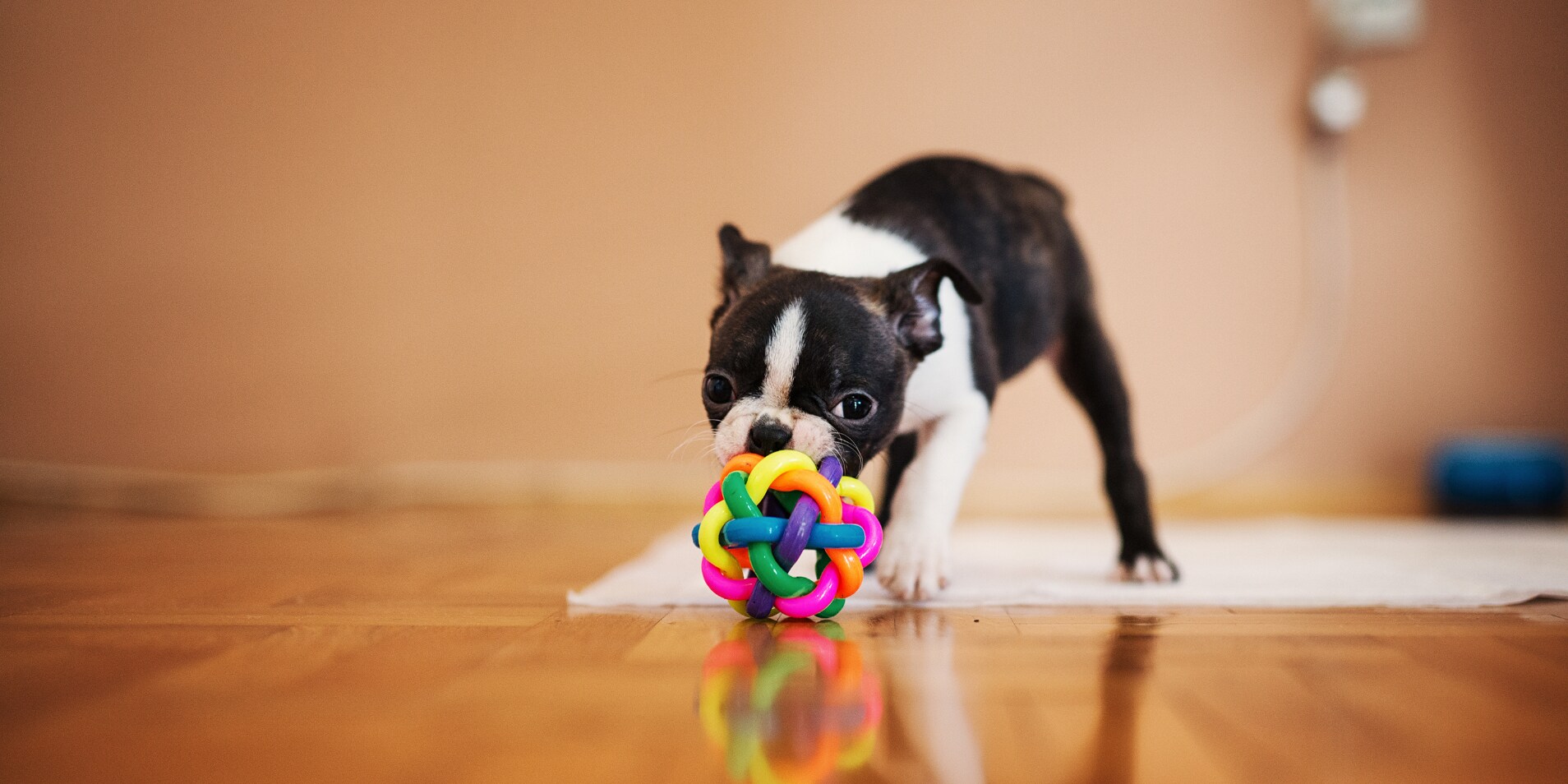 Schnüffeln, longieren und herumtollen So machst du deinen Hund happy