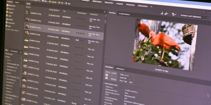 Adobe Bridge Kostenlose Fotoverwaltung Galaxus