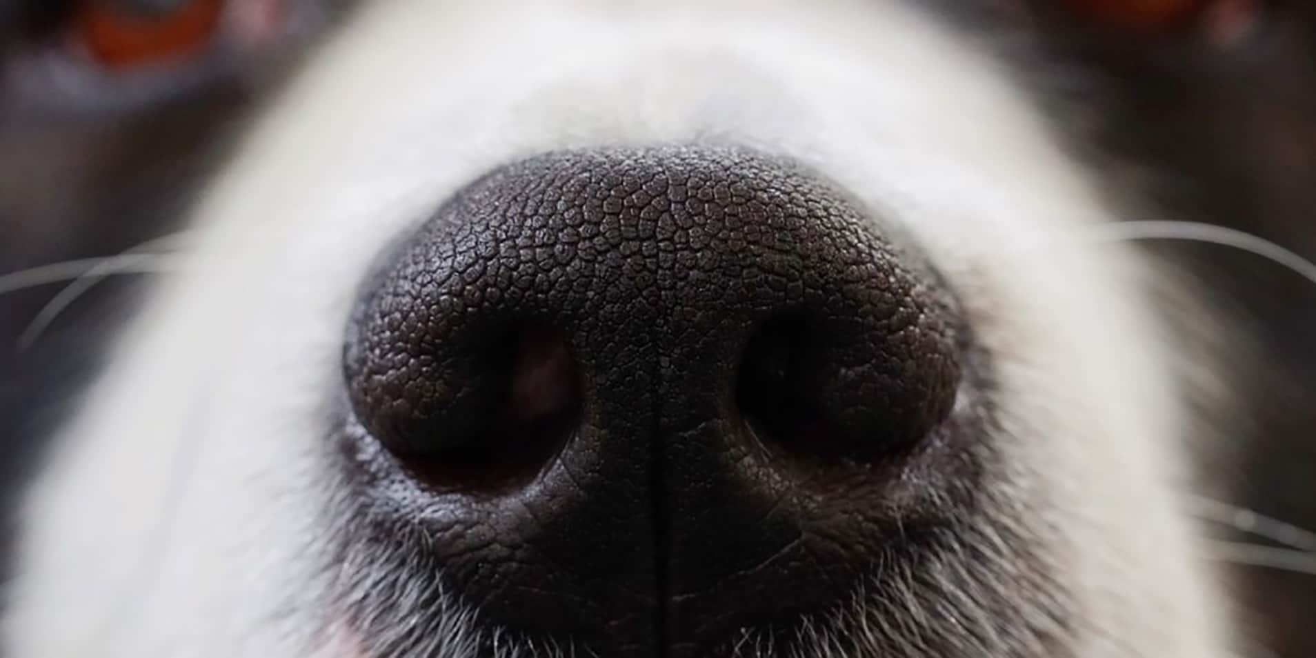 Verlorene Hunde mit Nasenabdruck finden chinesische KI soll’s möglich