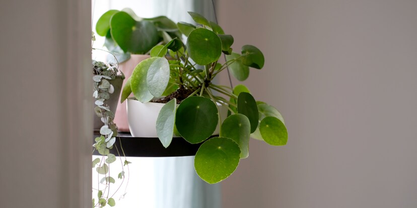 Heb deine Pflanzen in die Luft - Galaxus