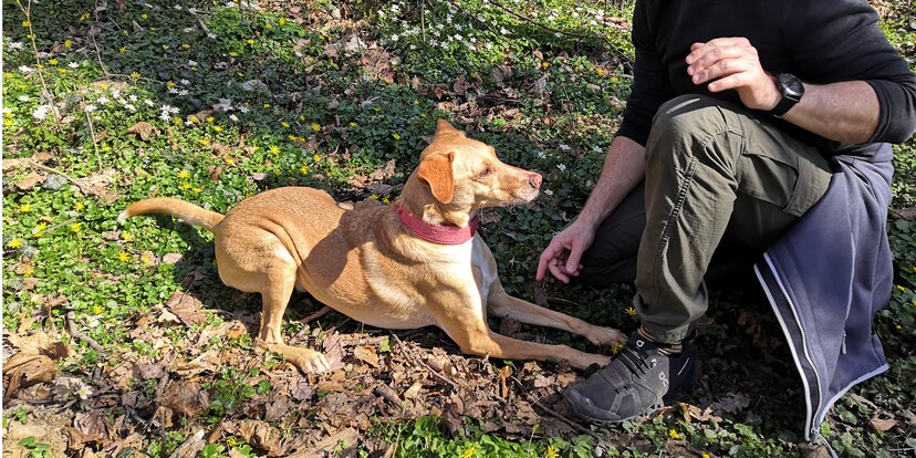 Wie sich der Hund müde schnüffelt Galaxus