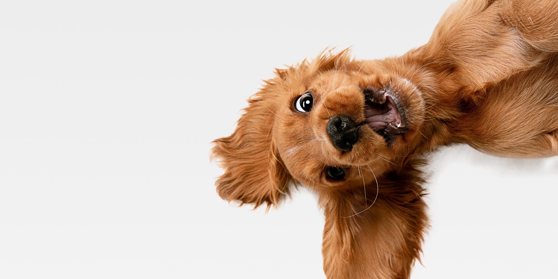 Shopping en ligne et animaux de compagnie Galaxus