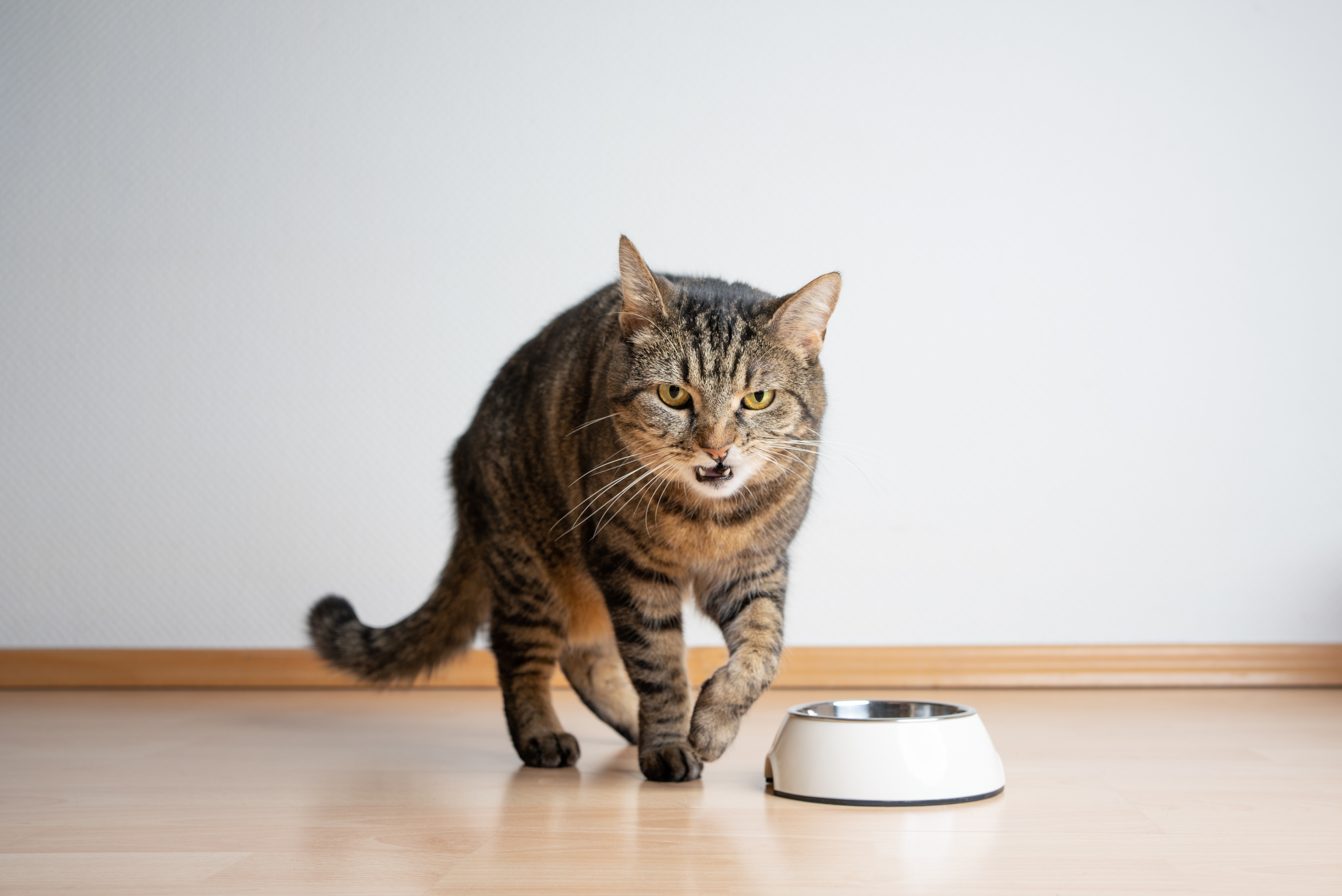 Warum Gibt Es Kein Katzenfutter Mit Mäusegeschmack 8 Gründe, weshalb Katzen ihr Futter verweigern - Galaxus