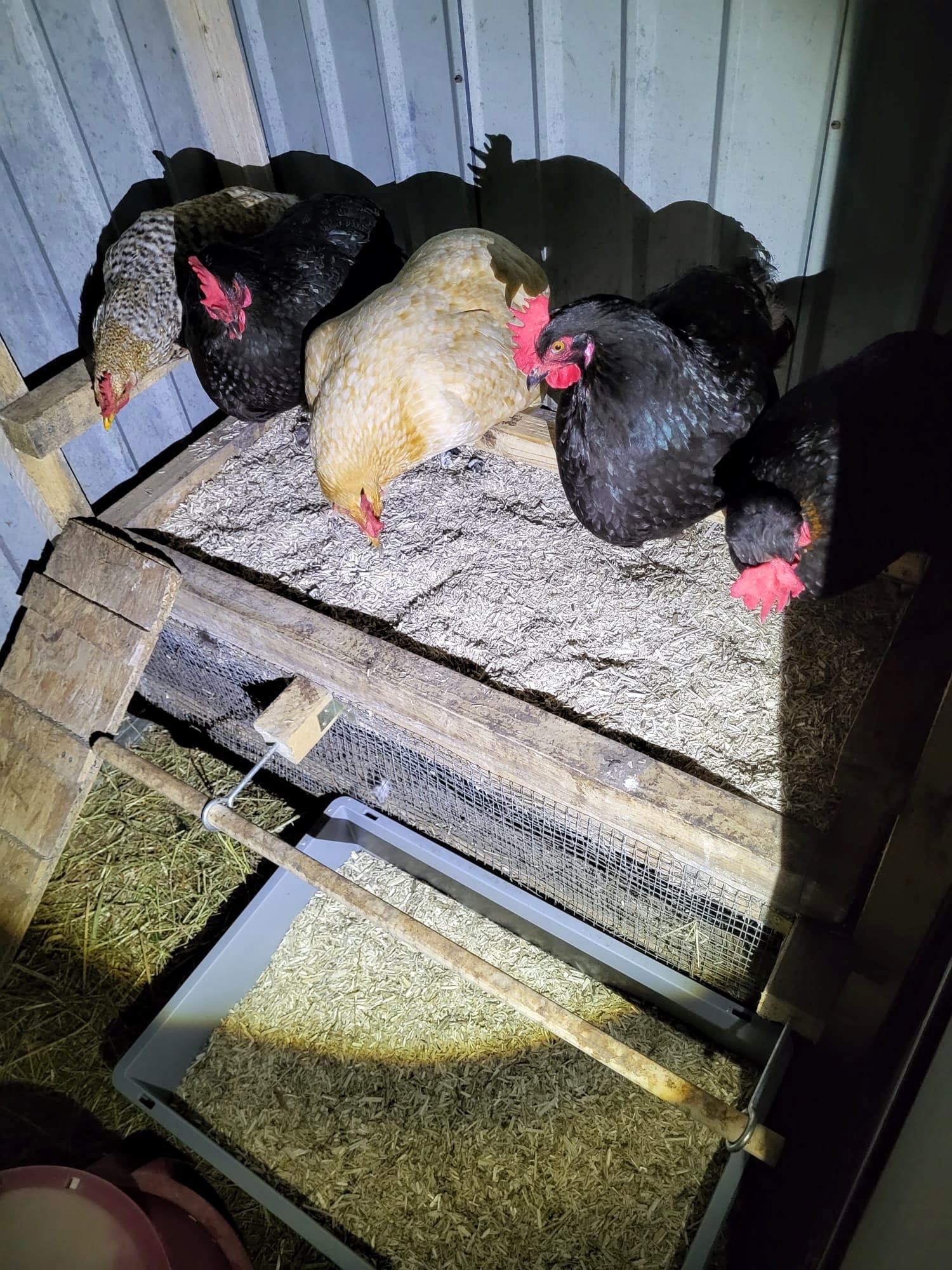 Keeping a rooster in a residential area Galaxus