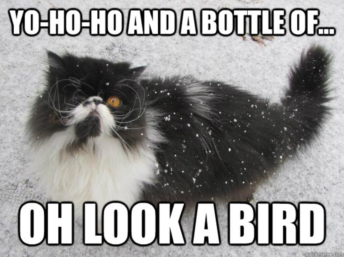 Get Piraten sprueche reime Desktop Wallpaper Free Piraten Sprueche Reime