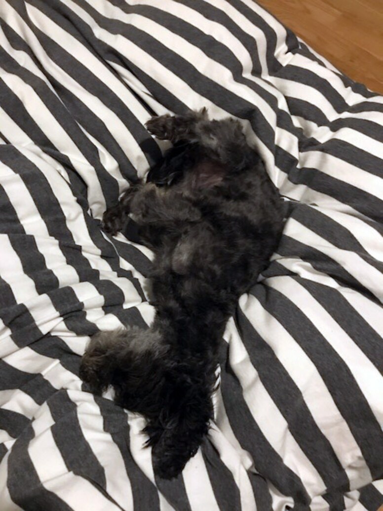 Am 10 10 Ist Welthundetag 10 Statements Warum Ein Hund