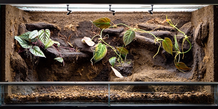 The right light sources - the be-all and end-all for optimal living conditions in the terrarium The right light sources - the be-all and end-all for optimal living conditions in the terrarium