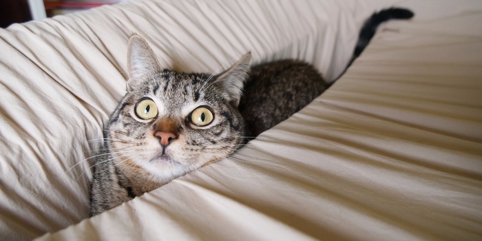 Machen aus jeder Situation das Beste: Katzen in allen Lebenslagen. Machen aus jeder Situation das Beste: Katzen in allen Lebenslagen.