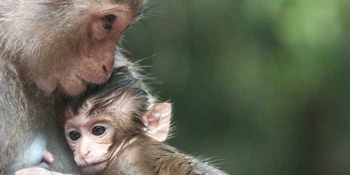 Le scimmie sono molto simili agli esseri umani, soprattutto per quanto riguarda l'intelligenza e il comportamento sociale.