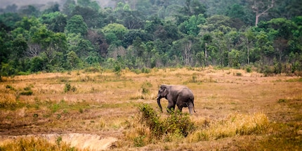 Pesante, grigio e intelligente: l’elefante non convince solo per la sua forza e la sua stazza.