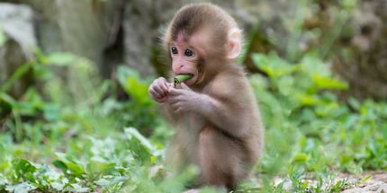 Non solo sono dolci, ma anche intelligenti: un cucciolo di scimmia che mangia.