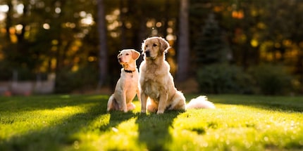 Il migliore amico dell’uomo…anche perché può capirlo e amarlo.