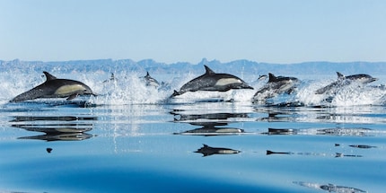 Spesso e giustamente definiti gli animali più intelligenti: i delfini