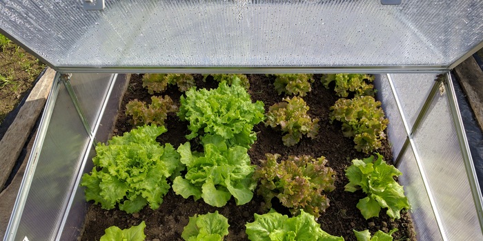 Plate-bande précoce en panneaux à double paroi plantée de salades printanières.