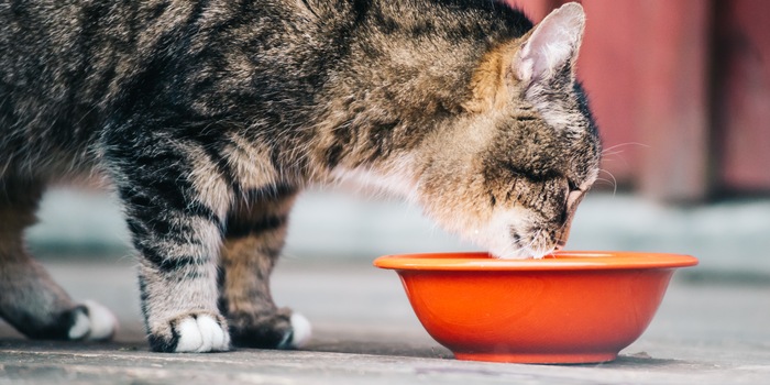 Zu viele Mineralien im Feuchtfutter können deinem Büsi schaden