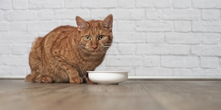 «Das esse ich nicht!» – sorge für das körperliche Wohl deines Katers.