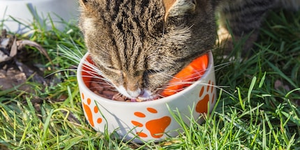 Futter ist nicht gleich Futter: das weiss auch dein pelziger Freund.