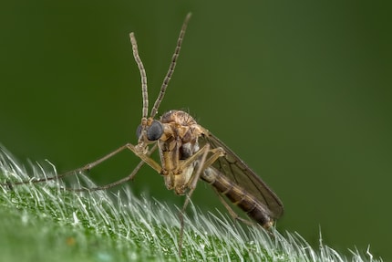 Vous arrosez vos plantes et voilà que des colonies entières de moustiques se mettent à virevolter.