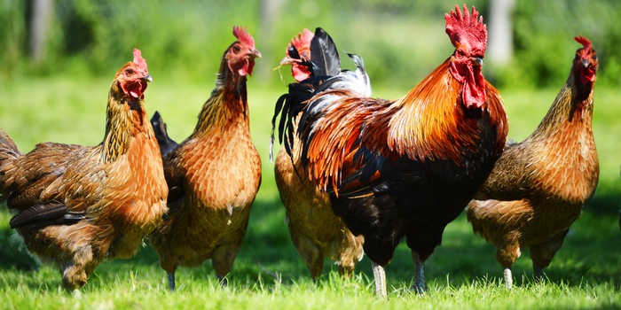 Des poules dans le jardin – elles sont idéales comme animaux de compagnie et pondent en plus des œufs.
