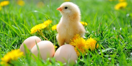 Si vous voulez des œufs et des petits poussins, vous aurez aussi besoin d’un coq.