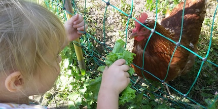 Les poules sont actuellement des animaux de compagnie tendance.