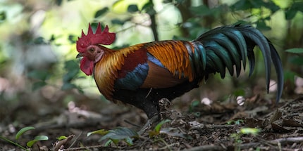 Un coq de race bankiva, le plus vieil ancêtre de nos poules domestiques.