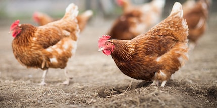 Picorer, creuser, courir et battre des ailes – les poules sont toujours en mouvement.