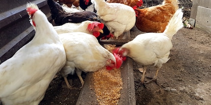 Assez de nourriture et de l'eau fraîche sont deux conditions de base pour des animaux en bonne santé.