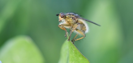 L'ouverture 10 est plus petite que l'ouverture 8, mais elle est ici encore trop grande : les poils de l'insecte ne sont déjà plus nets. La profondeur de champ est trop faible à cette distance.