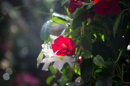 Die Dipladenia kann alles, sieht super aus und ist sowieso die Beste.