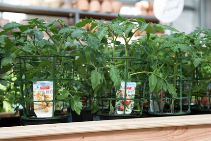 Die zarten Tomatenpflänzchen gehen schon beim ersten kühlen Lüftchen ein.