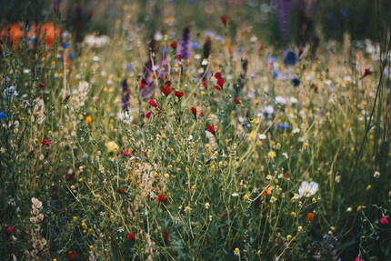  Les prairies sauvages sont d’excellentes sources de nourriture pour les abeilles de toutes sortes.