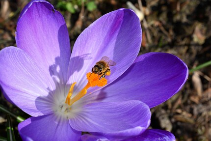 Les abeilles apprécient beaucoup les crocus.