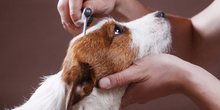 Regular brushing and dietary supplements make it easier for your dog to shed. Regular brushing and dietary supplements make it easier for your dog to shed.