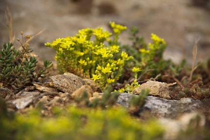 Per le tue fughe puoi piantare tutte le specie di sedum.