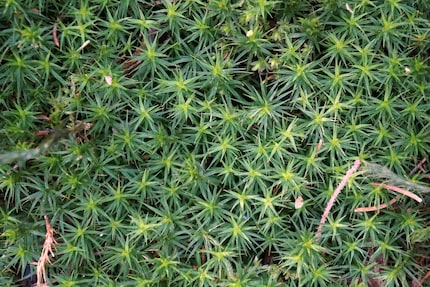 La sagina è sempre verde ed è molto resistente.
