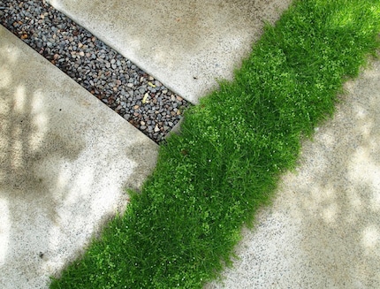 Sagina sempreverde tra le fughe del tuo giardino.