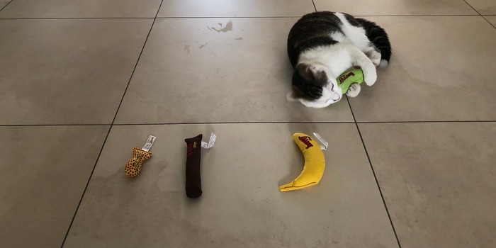 Faszination Catnip: Was steckt hinter der Katzendroge? Faszination Catnip: Was steckt hinter der Katzendroge?