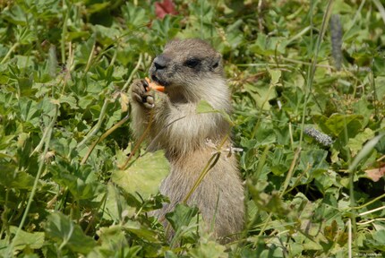 Source: © GoldenPass - MOB