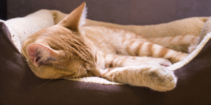 Comme tu couches ton chaton, il se couche - le top 10 de vos lits pour chats