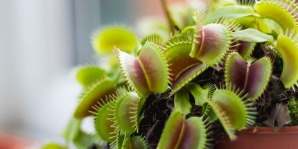 Die Venusfliegenfalle schlägt zu, sobald sich eine Fruchtfliege in ihrem Inneren niederlässt.