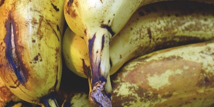 Diese Bananen bitte sofort zu Milkshake verarbeiten.