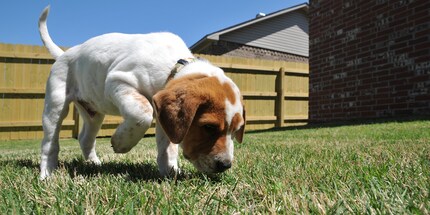 Dogs have a much stronger sense of smell than humans, for example.