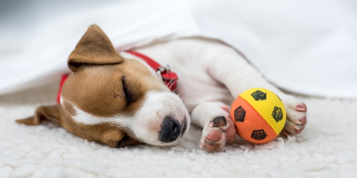 A properly exercised dog is a happy dog A properly exercised dog is a happy dog