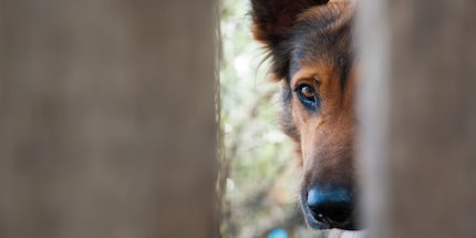 Für empfindliche Hunde und Katzen bedeutet der Nationalfeiertag Stress pur.