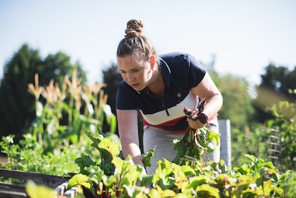 Frische Rote Beete für die kleinen Zwillinge zu Hause.