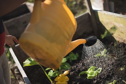 Im regnerischen Litauer Sommer kommt die Giesskanne weit weniger zum Einsatz.