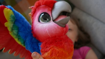 En lutte avec le perroquet.