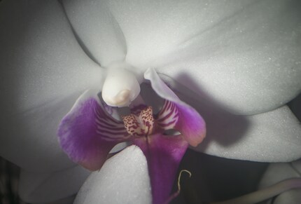 Das Ergebnis: grosse Tiefenschärfe für ein so starkes Makro.