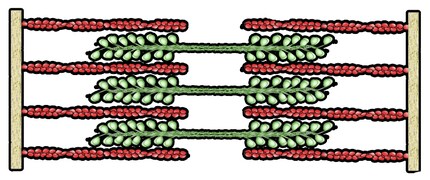 Un sarcomère: pendant la contraction, les filaments de myosine (verts) s'accrochent aux filaments d'actine (rouges) tels du fil barbelé. Les douleurs musculaires entraînent des fissures dans les lignes Z qui délimitent de part et d'autre le sarcomère.